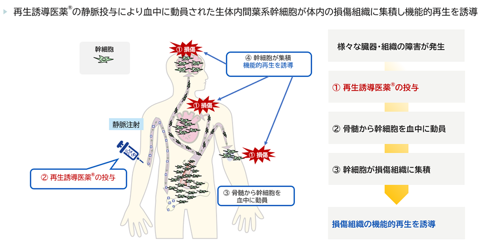 再生誘導医薬®の作用機序の図