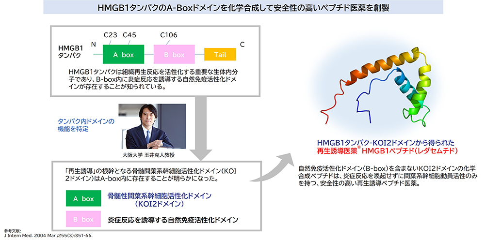 安全性の高いペプチド医薬の創薬